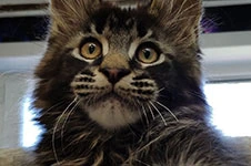 Котенок мейн-кун Jad StarPaws, окрас n 22, помет J, 21.05.2020