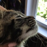 Котенок мейн-кун Jad StarPaws, окрас n 22, помет J, 21.05.2020
