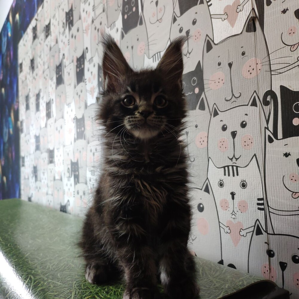 Котенок мейн-кун Jim StarPaws, окрас n 22, помет J, 21.05.2020