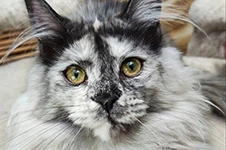 Котенок мейн-кун Jolie StarPaws, окрас fs, помет J1, 04.11.2023
