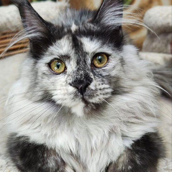 Котенок мейн-кун Jolie StarPaws, окрас fs, помет J1, 04.11.2023