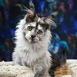 Котенок мейн-кун Jolie StarPaws, окрас fs, помет J1, 04.11.2023