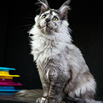 Котенок мейн-кун Jolie StarPaws, окрас fs, помет J1, 04.11.2023