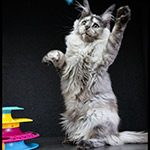 Котенок мейн-кун Jolie StarPaws, окрас fs, помет J1, 04.11.2023