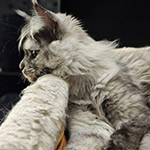 Котенок мейн-кун Jolie StarPaws, окрас fs, помет J1, 04.11.2023
