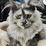 Котенок мейн-кун Jolie StarPaws, окрас fs, помет J1, 04.11.2023