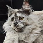 Видео 1 Jolie
