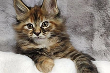 Котенок мейн-кун Kamilla StarPaws, окрас f 25, помет K, 15.09.2020