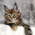 Котенок мейн-кун Kamilla StarPaws, окрас f 25, помет K, 15.09.2020