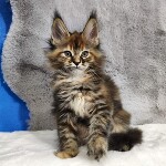 Котенок мейн-кун Kamilla StarPaws, окрас f 25, помет K, 15.09.2020
