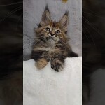 Видео 1 Kamilla