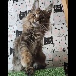 Видео 2 Kamilla