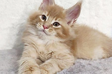 Котенок мейн-кун Kevin StarPaws, окрас e 25, помет K, 15.09.2020
