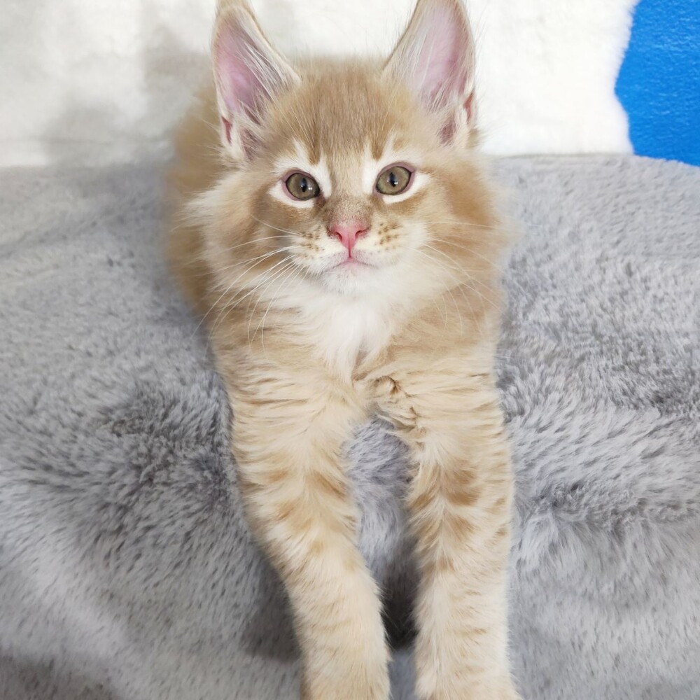 Котенок мейн-кун Kevin StarPaws, окрас e 25, помет K, 15.09.2020
