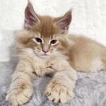 Котенок мейн-кун Kevin StarPaws, окрас e 25, помет K, 15.09.2020