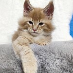 Котенок мейн-кун Kevin StarPaws, окрас e 25, помет K, 15.09.2020