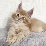 Котенок мейн-кун Kevin StarPaws, окрас e 25, помет K, 15.09.2020