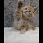 Видео 1 Kevin