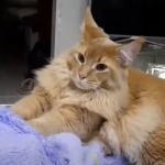Видео 2 Kevin