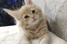Котенок мейн-кун Kira StarPaws, окрас e 25, помет K, 15.09.2020