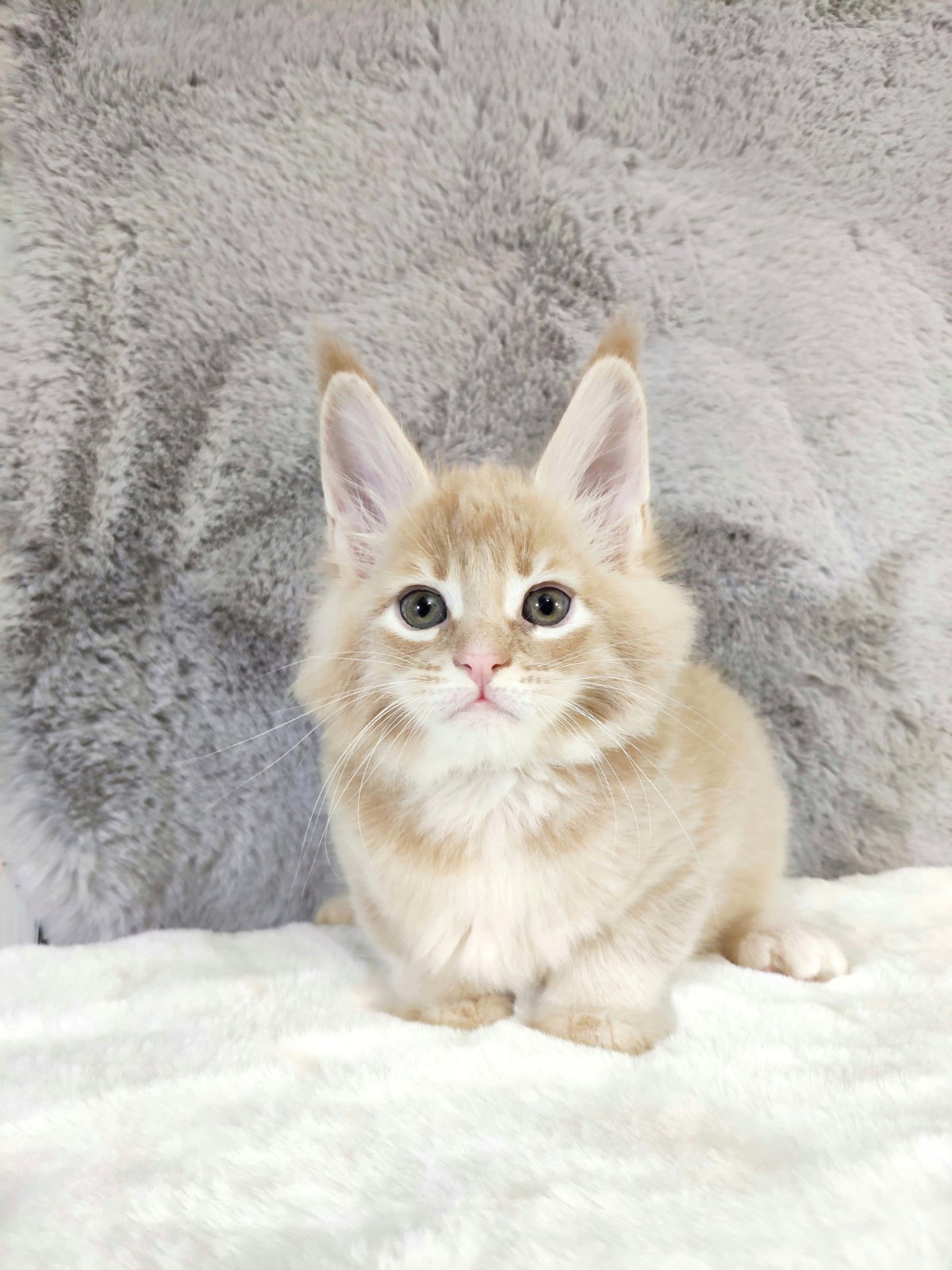 Котенок мейн-кун Kira StarPaws, окрас e 25, помет K, 15.09.2020