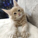Котенок мейн-кун Kira StarPaws, окрас e 25, помет K, 15.09.2020