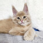 Котенок мейн-кун Kira StarPaws, окрас e 25, помет K, 15.09.2020