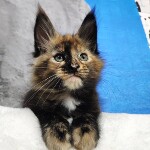 Котенок мейн-кун Klava StarPaws, окрас f, помет K, 15.09.2020