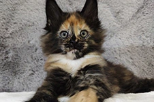 Котенок мейн-кун Kora StarPaws, окрас f, помет K, 15.09.2020