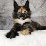 Котенок мейн-кун Kora StarPaws, окрас f, помет K, 15.09.2020