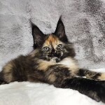 Котенок мейн-кун Kora StarPaws, окрас f, помет K, 15.09.2020