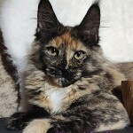 Котенок мейн-кун Kora StarPaws, окрас f, помет K, 15.09.2020