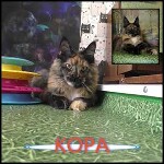 Видео 2 Kora