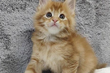 Котенок мейн-кун Ksyusha StarPaws, окрас d 25, помет K, 15.09.2020