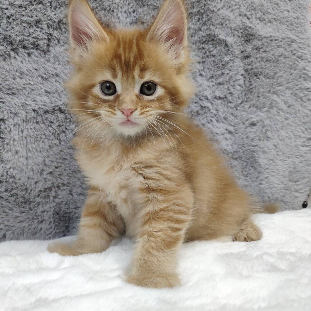 Котенок мейн-кун Ksyusha StarPaws, окрас d 25, помет K, 15.09.2020