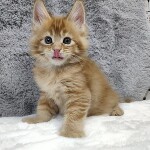 Котенок мейн-кун Ksyusha StarPaws, окрас d 25, помет K, 15.09.2020