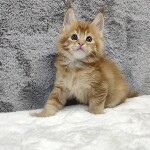 Котенок мейн-кун Ksyusha StarPaws, окрас d 25, помет K, 15.09.2020