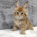 Котенок мейн-кун Ksyusha StarPaws, окрас d 25, помет K, 15.09.2020