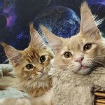 Котята мейн-кун StarPaws, помет K, 15.09.2020