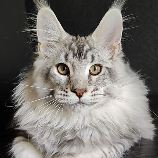 Котенок мейн-кун Kailas StarPaws, окрас ns 25, помет K1, 03.02.2024