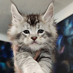 Котенок мейн-кун Kailas StarPaws, окрас ns 25, помет K1, 03.02.2024
