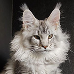 Котенок мейн-кун Kailas StarPaws, окрас ns 25, помет K1, 03.02.2024