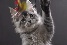 Котенок мейн-кун Kaira_Kenara StarPaws, окрас ns 25, помет K1, 03.02.2024