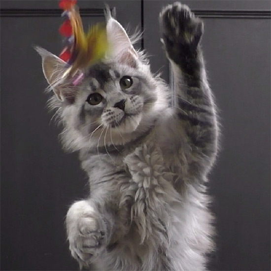 Котенок мейн-кун Kaira_Kenara StarPaws, окрас ns 25, помет K1, 03.02.2024
