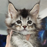 Котенок мейн-кун Kaira_Kenara StarPaws, окрас ns 25, помет K1, 03.02.2024