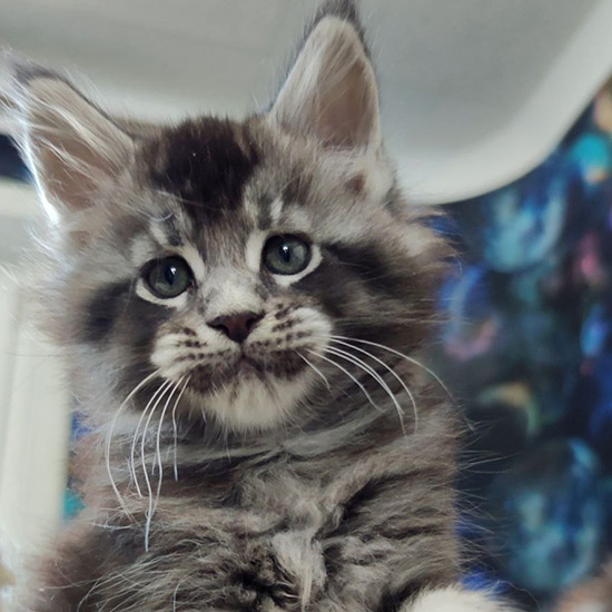 Котенок мейн-кун King StarPaws, окрас ns 25, помет K1, 03.02.2024