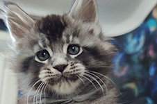 Котенок мейн-кун King StarPaws, окрас ns 25, помет K1, 03.02.2024
