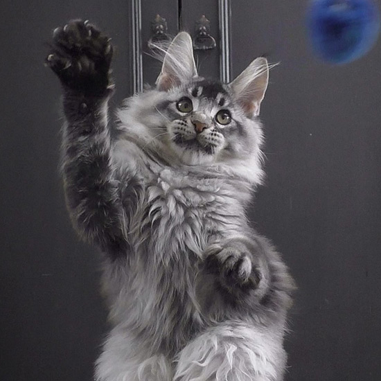Котенок мейн-кун Kira StarPaws, окрас ns 25, помет K1, 03.02.2024
