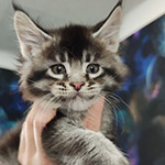 Котенок мейн-кун Kira StarPaws, окрас ns 25, помет K1, 03.02.2024