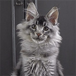 Котенок мейн-кун Kira StarPaws, окрас ns 25, помет K1, 03.02.2024